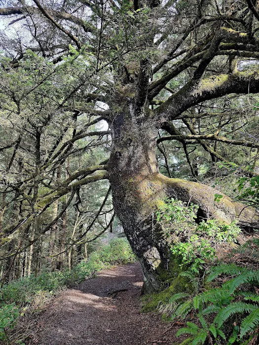 Cape Perpetua Trailhead 9