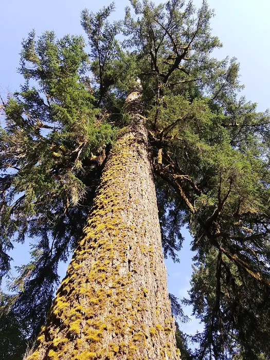North Fork Siuslaw Campground 5
