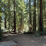 Sequoia Flat Campground