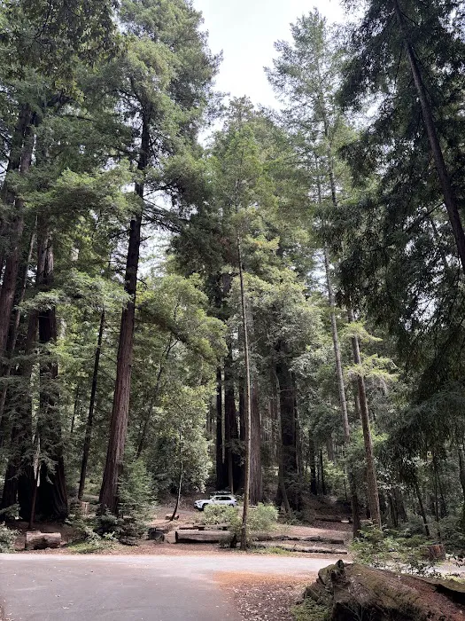 Sequoia Flat Campground 1