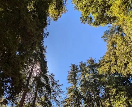 Doug Fir Group Site