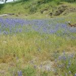 Peninsula Campground