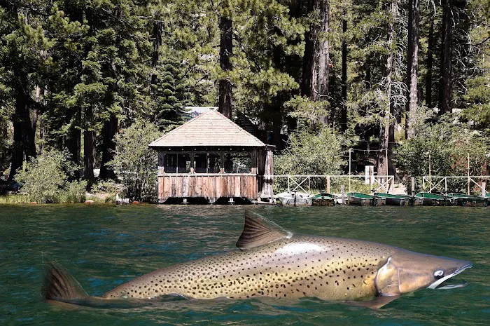 Sardine Campground 8