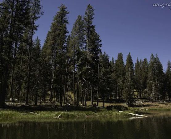 Little Medicine Lake Picnic Site (recgovnpsdata)
