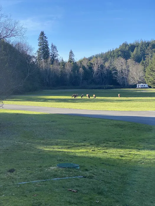 Quosatana Campground 1