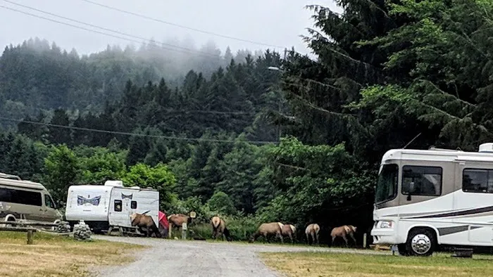 Elk River Campground 4