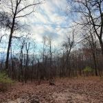 Green Ridge State Forest, campsite #83