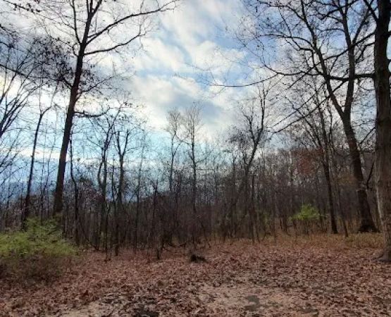Green Ridge State Forest, campsite #83