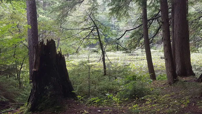 Alger Island Campground 5