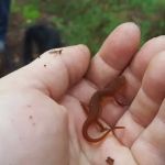 Alger Island Campground