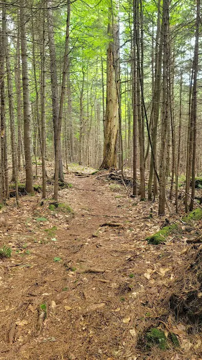 Limkilm campground nature trial 0