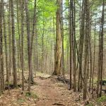 Limkilm campground nature trial