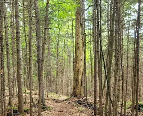 Limkilm campground nature trial