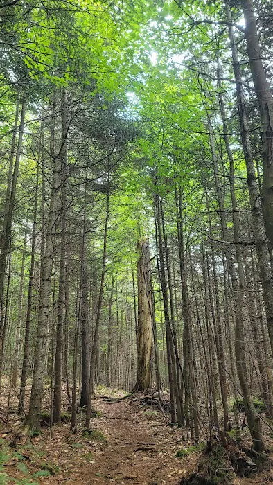 Limkilm campground nature trial 4