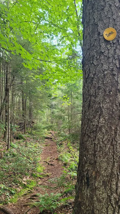 Limkilm campground nature trial 2