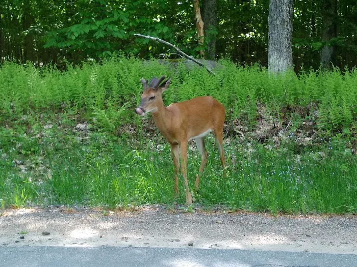 Nicks Lake Campground 9