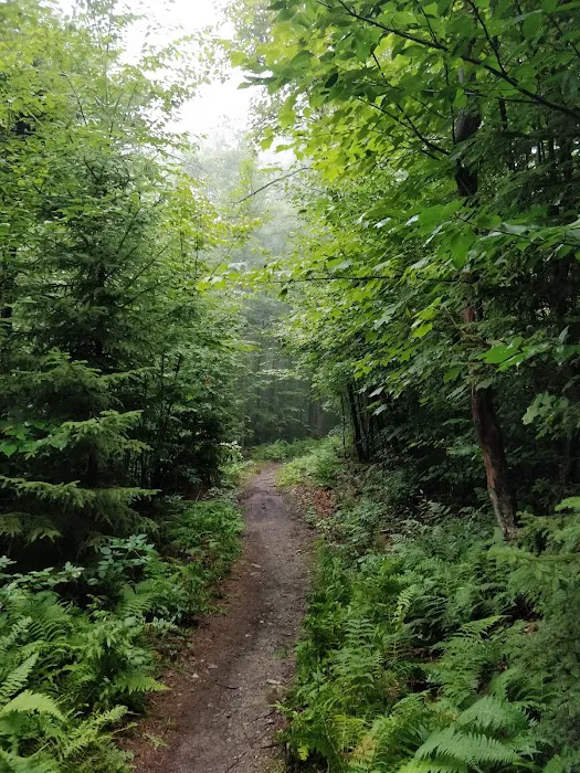 Mt. Greylock Campground Parking Lot 6
