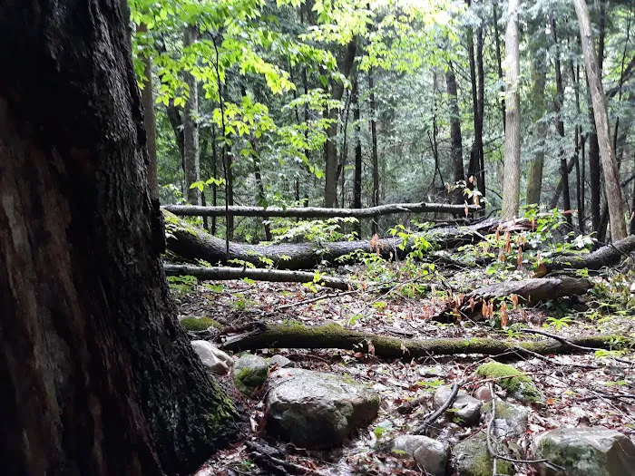 October Mountain State Forest Campground 4