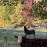 Peaceful Acres Campground