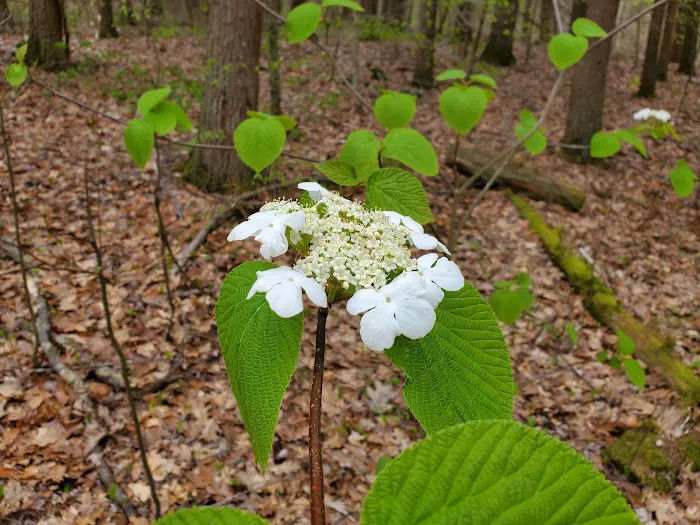 Big Spring Area 2