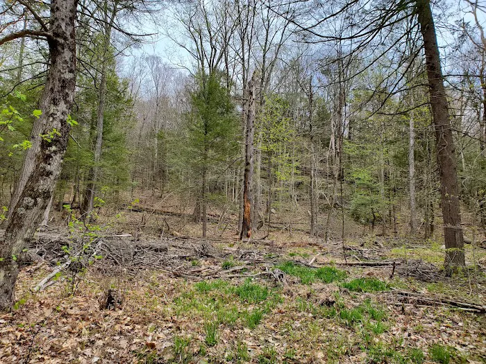 Big Spring Area 6