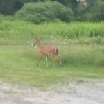 Gus's Gardens Camping