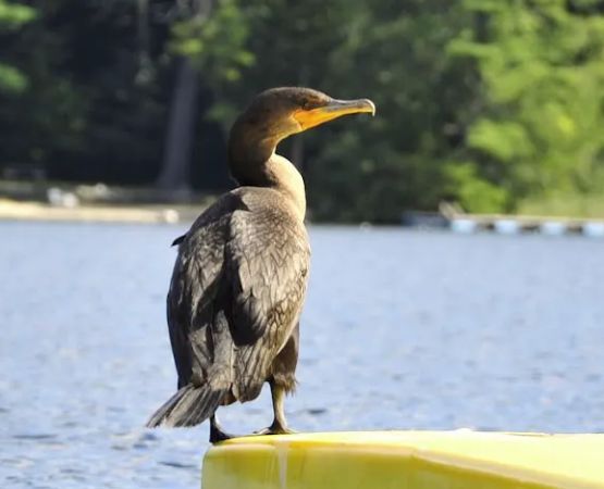 Swanzey Lake Camping Area
