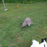 Ashuelot River Campground