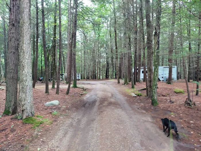 Pinederosa Camping Area 6