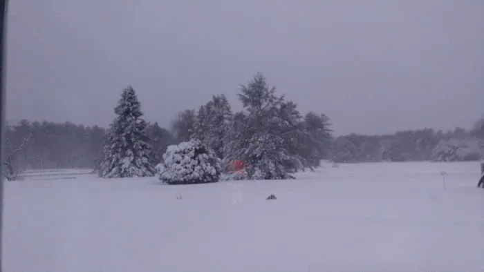Pinederosa Camping Area 8