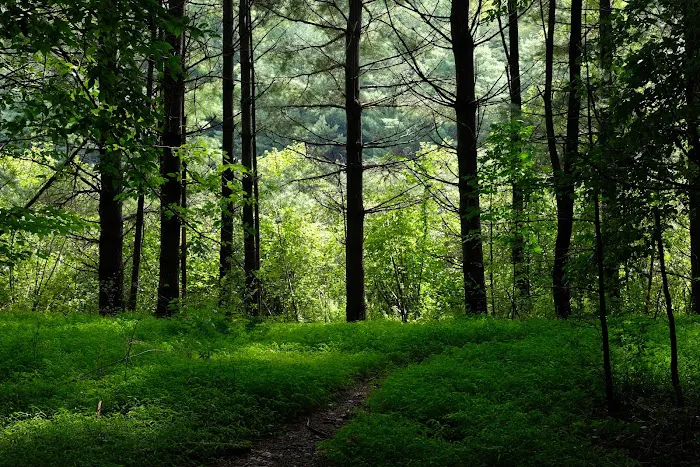 Kenneth L. Wilson Campground 5