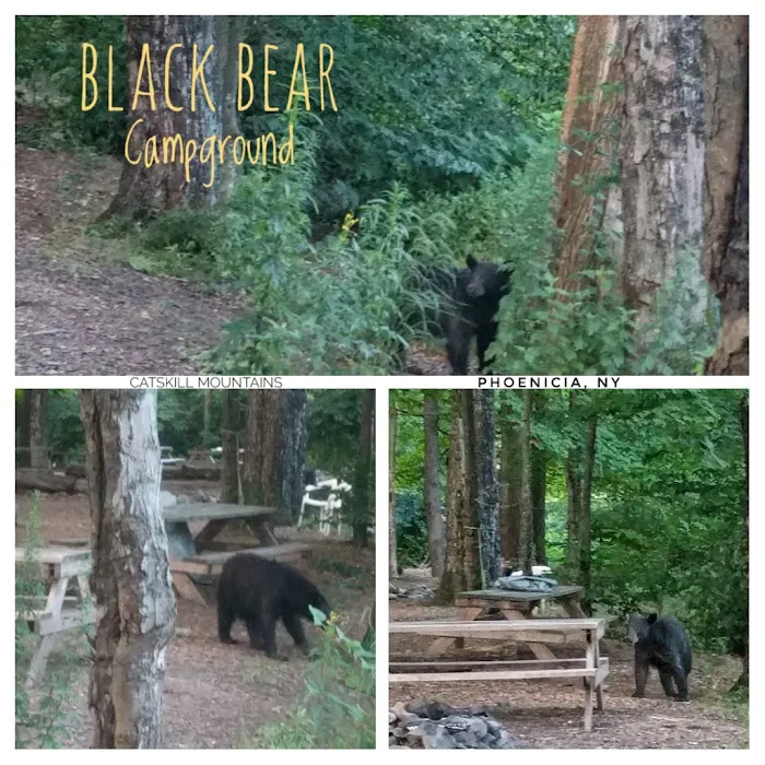 Phoenicia Black Bear Campground 8