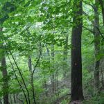 Devils Path Trail. Camp Area