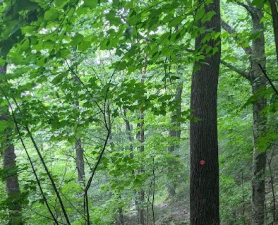Devils Path Trail. Camp Area
