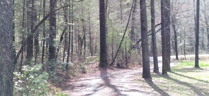 Huskins Branch Campground 5