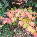 Cradle of Forestry In Amer I