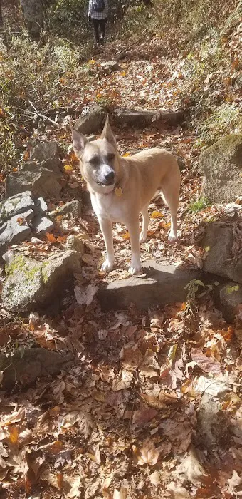 Tray Mountain AT Shelter 3