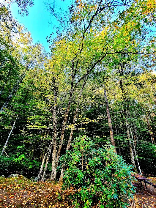 Trout Creek Campground 7