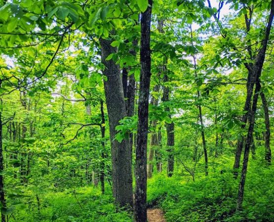 Whitley Gap Shelter
