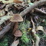 Holder Cove Campground