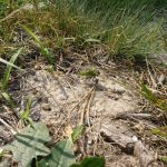 Curlew Pond campground