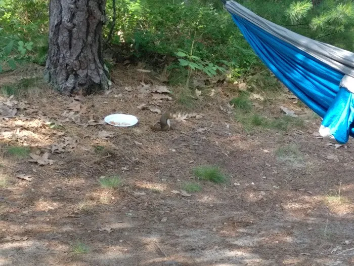 Curlew Pond campground 3