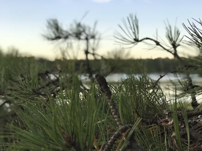 Nickerson State Park - Area 4 6