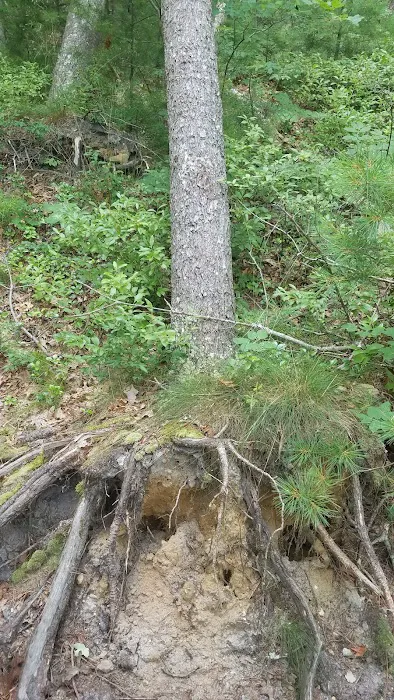 Nickerson State Park - Area 6 7