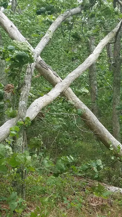 Nickerson State Park - Area 6 9