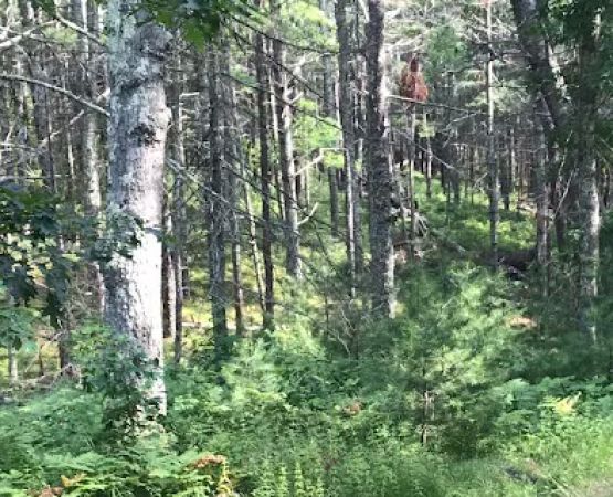 Nickerson State Park - Area 7