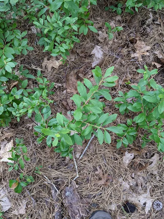 Wellfleet Hollow State Campground 6