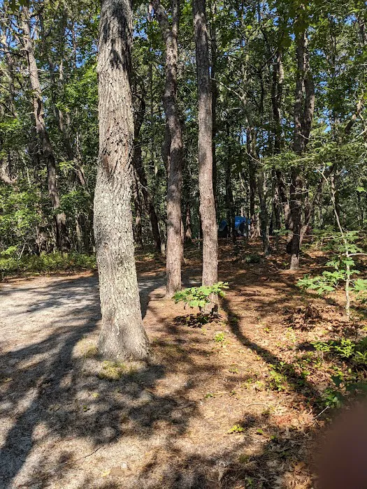 Wellfleet Hollow State Campground 9