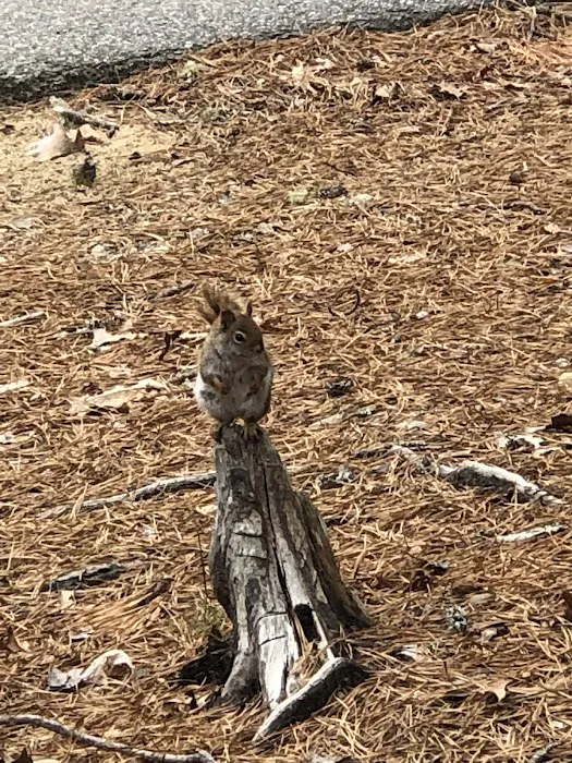Nickerson State Park - Area 5 2
