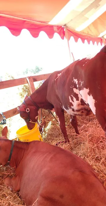 Iroquois Farm Showgrounds 6